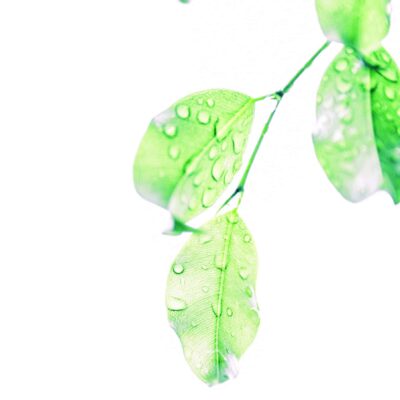 Ecologic Ecologic